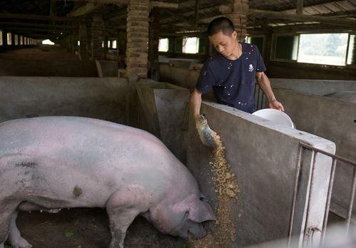 农村养猪照片
