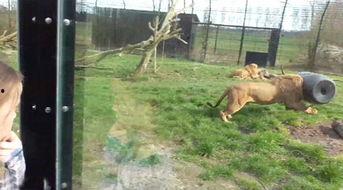 狮子吃肉图片,野性草原的肉食传奇