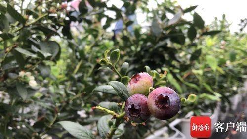 蓝莓个人资料,天然抗氧化果王，健康生活新宠